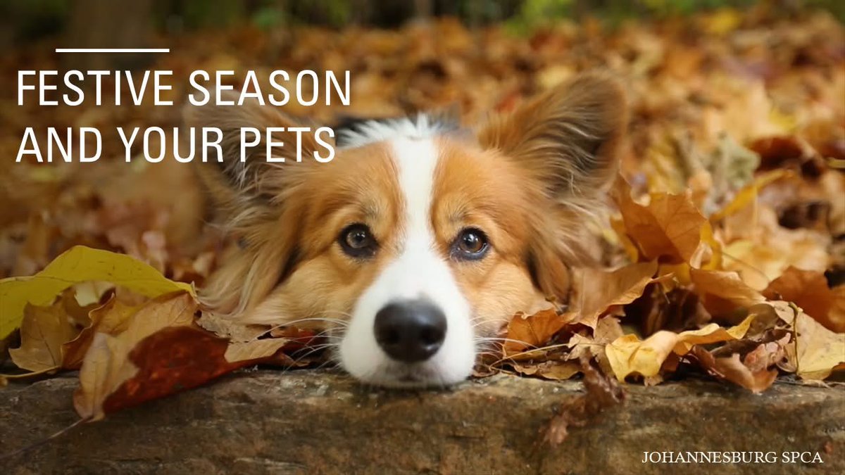 As we head into year-end celebrations, pls avoid feeding your dogs table scraps. Many holiday foods are toxic, including:
Chocolate
Onions &amp; garlic (in large amounts)
Grapes &amp; raisins
Xylitol-sweetened treats
A little caution goes a long way in keeping your pet safe.