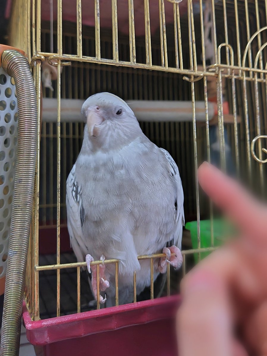 今日はそういう気分じゃない。🐦️✋️
🥲…
#オカメインコ
#インコ
#悲しみ