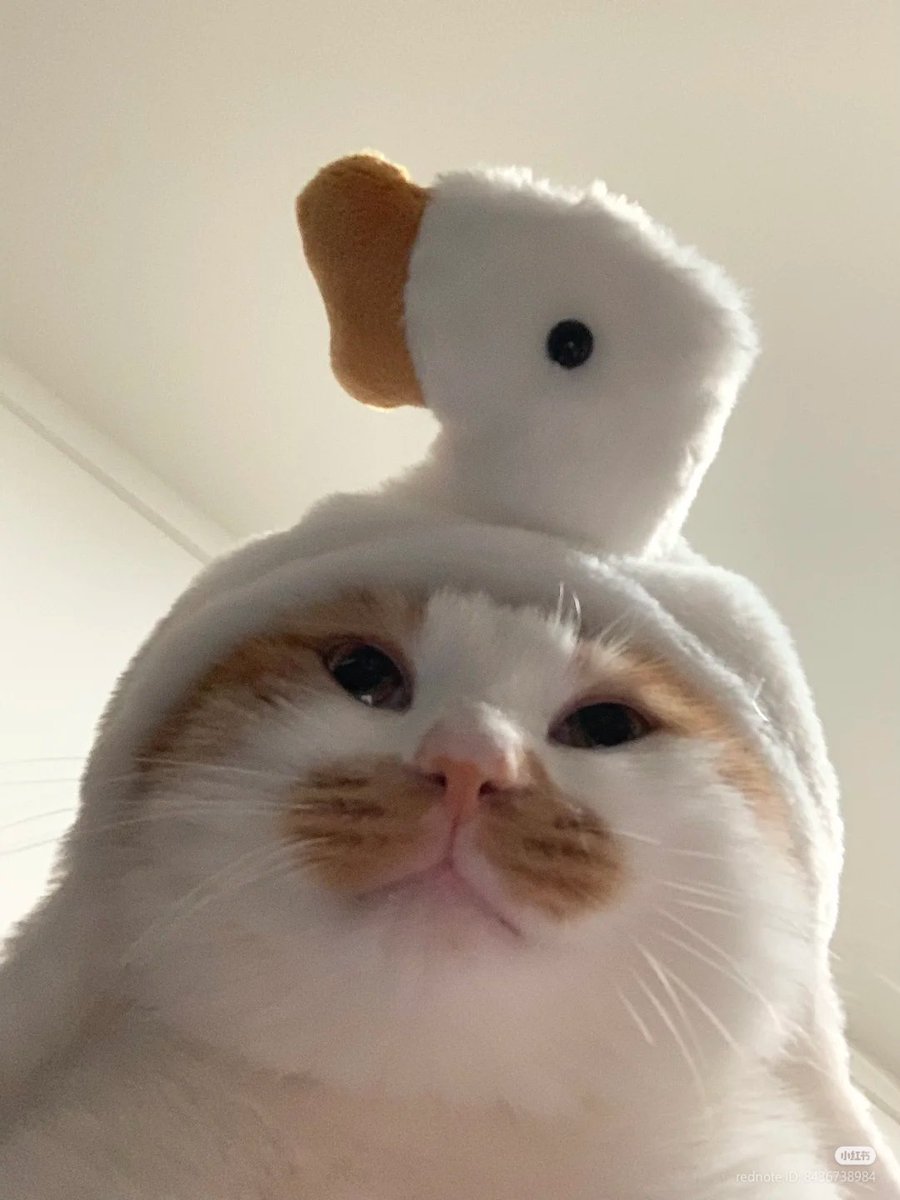 No Context Cats tweet media