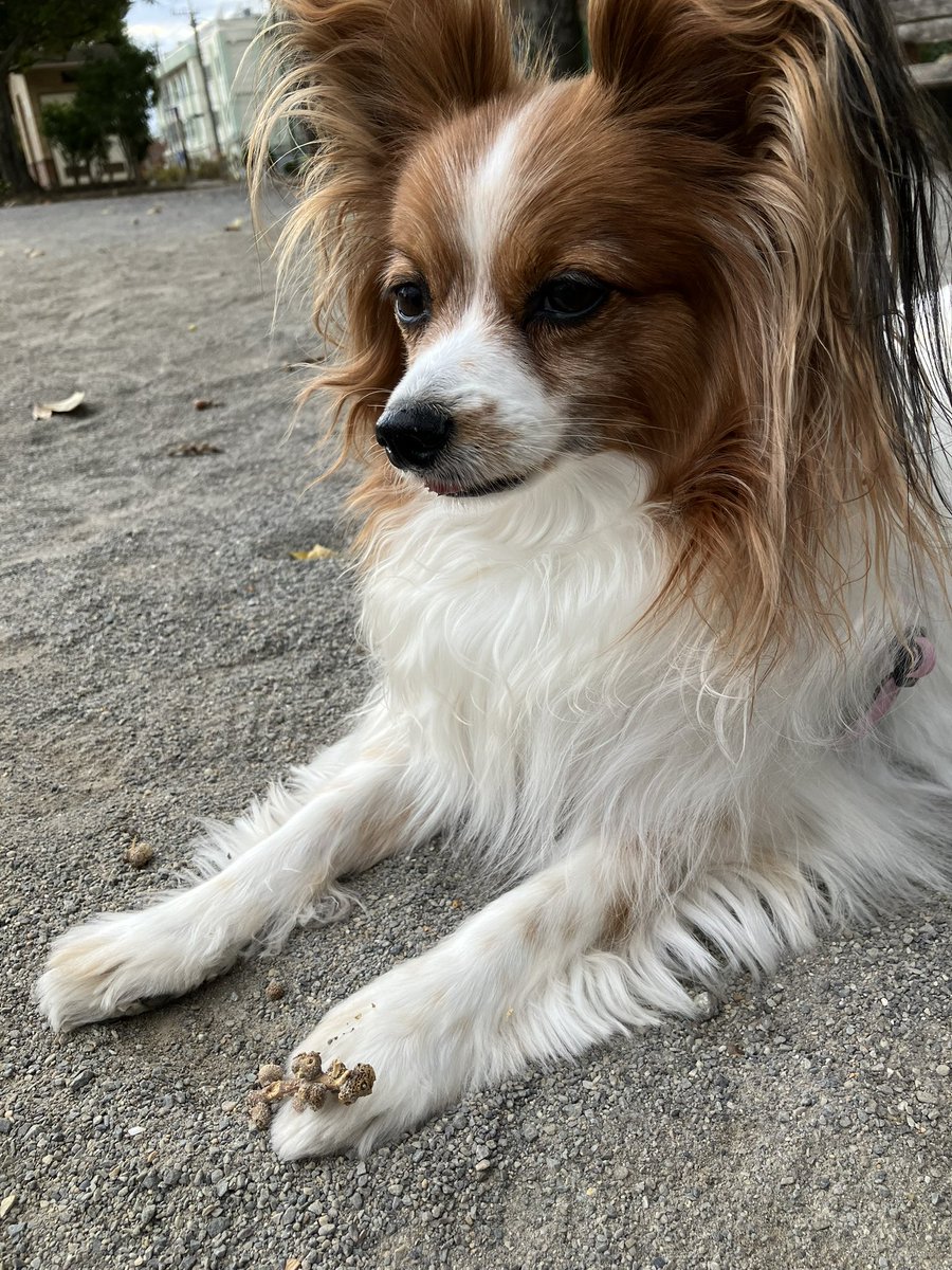 ★パピヨン⑱〜㉖★ Avonside パピヨン カレンダー Papillon - スマイルドッグ☆アメリカ直