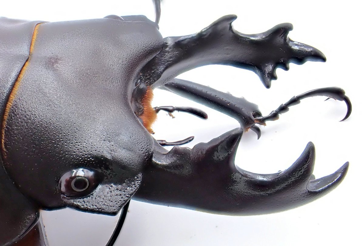 stag_beetle_japan (@JapanStag) / Posts / X