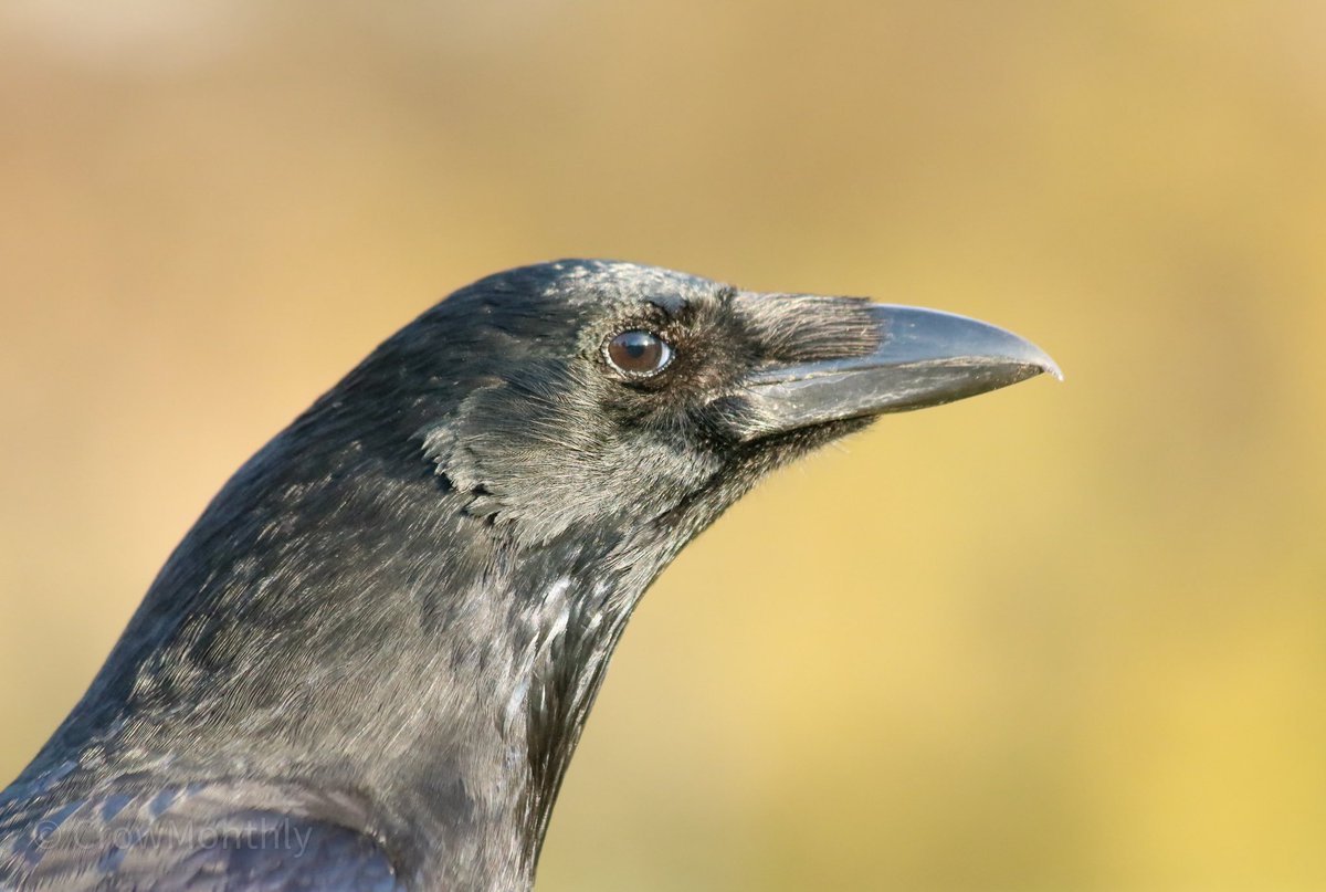 *poses nicely*

“Are you nearly finished, getting beak cramp.”