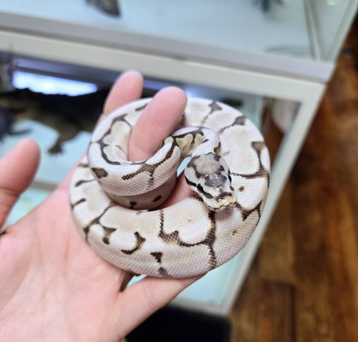 DizzyAsk's tweet image. 🐍🐍🐍🐍🐍🐍🐍
■リデュースレッサースパイダー
♂️　￥33,000(税別￥30,000)
１匹おります
🐍🐍🐍🐍🐍🐍🐍
#ボールパイソン