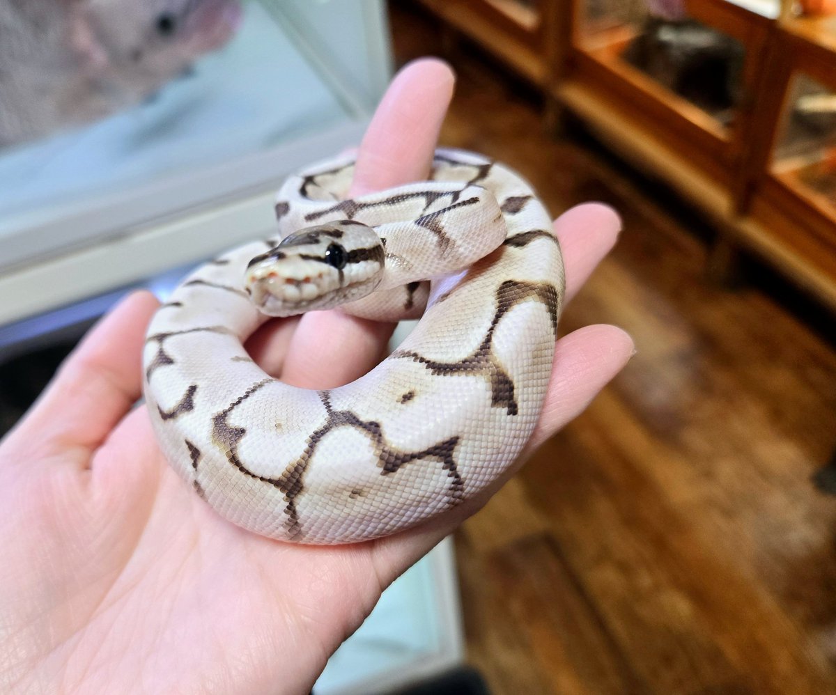 DizzyAsk's tweet image. 🐍🐍🐍🐍🐍🐍🐍
■リデュースレッサースパイダー
♂️　￥33,000(税別￥30,000)
１匹おります
🐍🐍🐍🐍🐍🐍🐍
#ボールパイソン