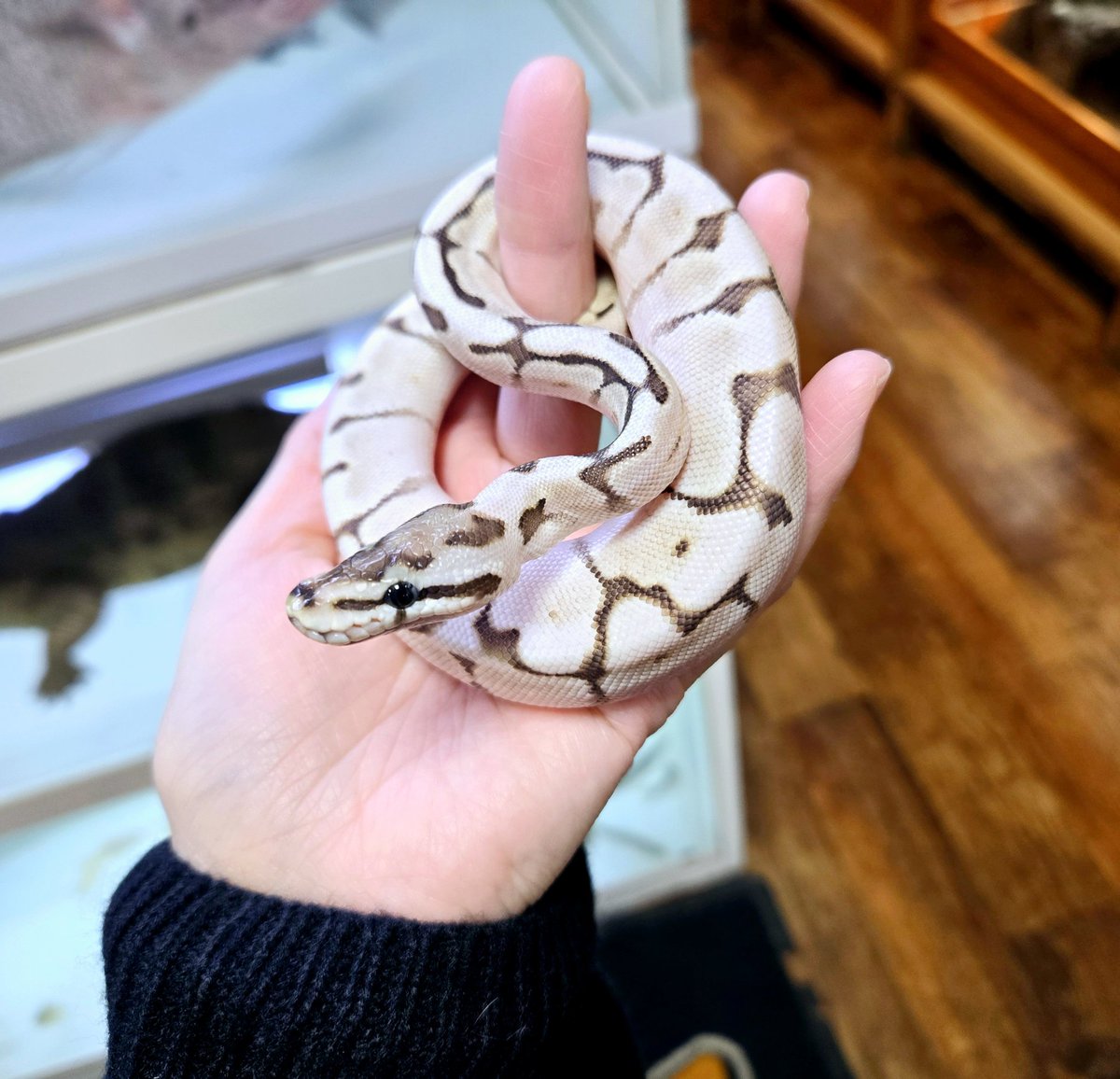 DizzyAsk's tweet image. 🐍🐍🐍🐍🐍🐍🐍
■リデュースレッサースパイダー
♂️　￥33,000(税別￥30,000)
１匹おります
🐍🐍🐍🐍🐍🐍🐍
#ボールパイソン