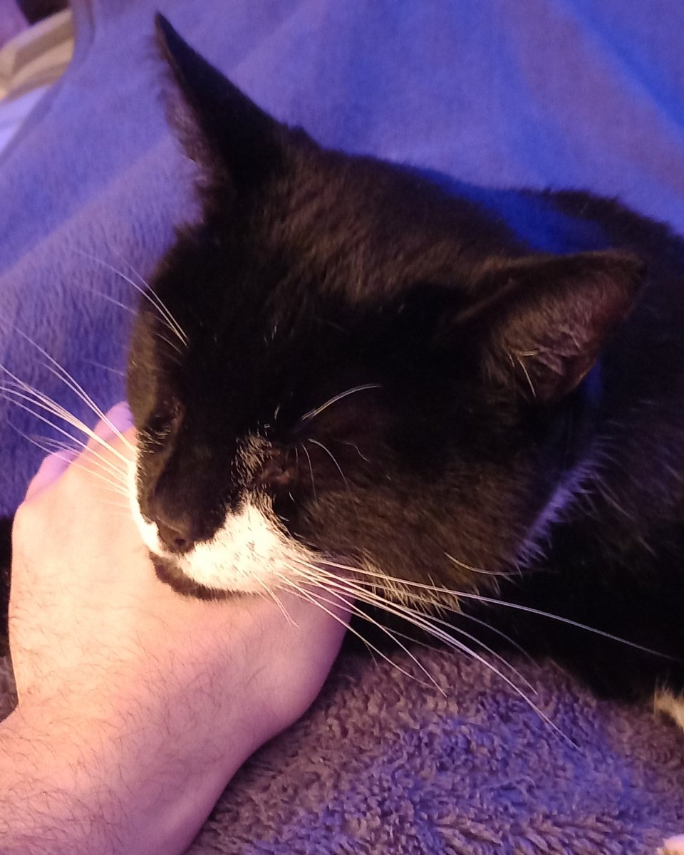 FelineEvolution's tweet image. Galactor loves to nap on me. 😹