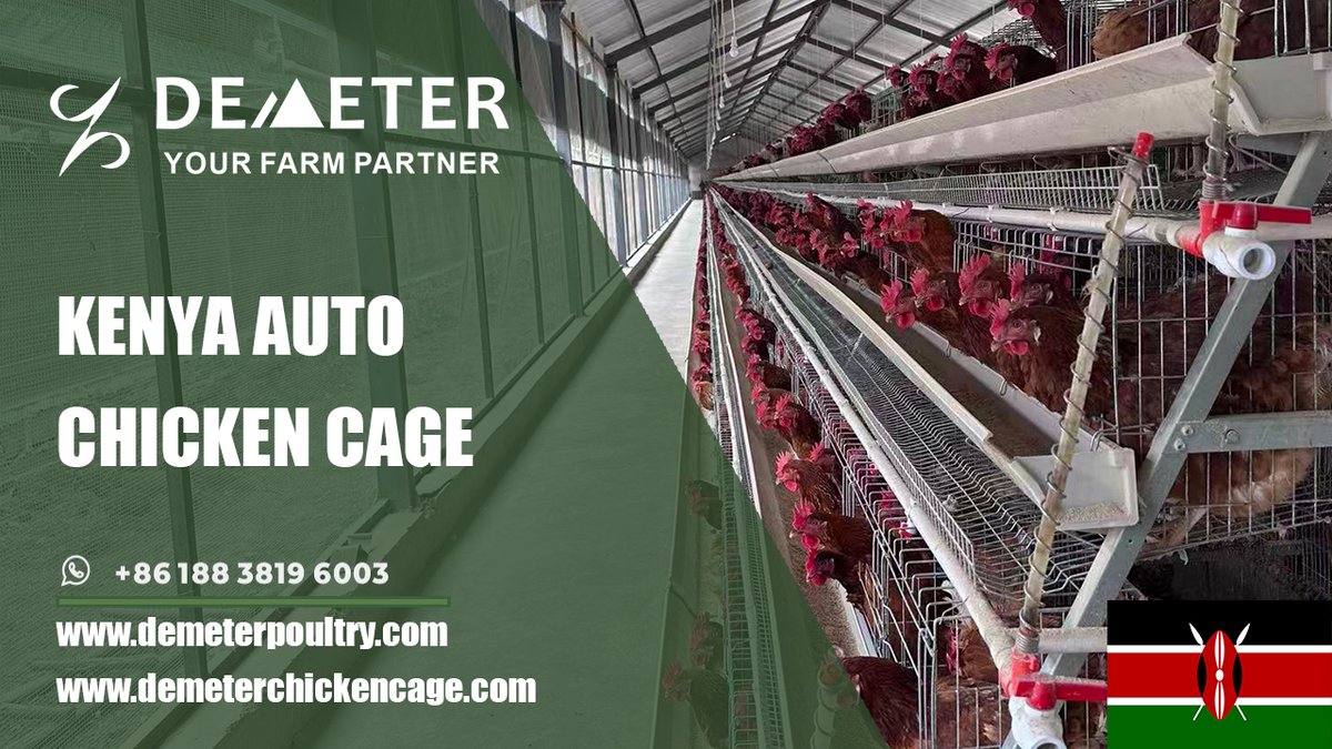dmtchickencage's tweet image. Kenya Modern Chicken Cage Equipment for Poultry Farms – High Efficiency &amp;amp; Low Cost

Location: Kisumu, Kenya
Farm Situation: 20,000 pcs of layer chickens
Cage Type: A-type layer chicken cage system
Shed size: 98*8*3m
Life Span: 15-20 years

WhatsApp: +86 188 3819 6003
#chickencage