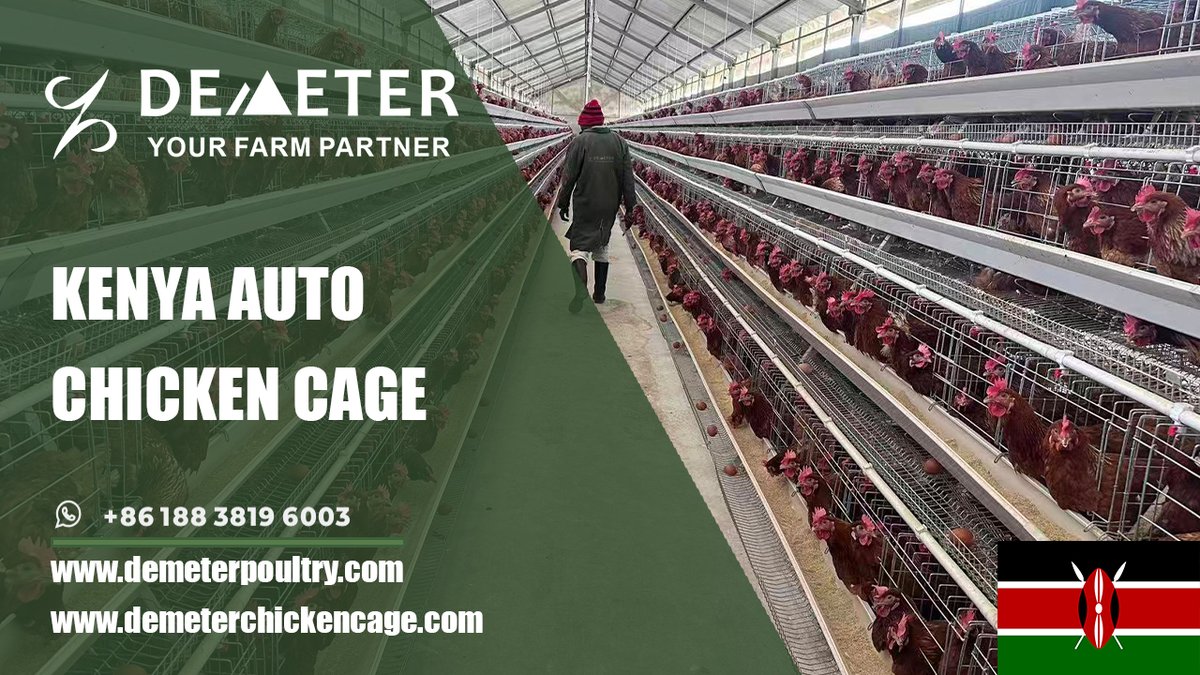 dmtchickencage's tweet image. Kenya Modern Chicken Cage Equipment for Poultry Farms – High Efficiency &amp;amp; Low Cost

Location: Kisumu, Kenya
Farm Situation: 20,000 pcs of layer chickens
Cage Type: A-type layer chicken cage system
Shed size: 98*8*3m
Life Span: 15-20 years

WhatsApp: +86 188 3819 6003
#chickencage