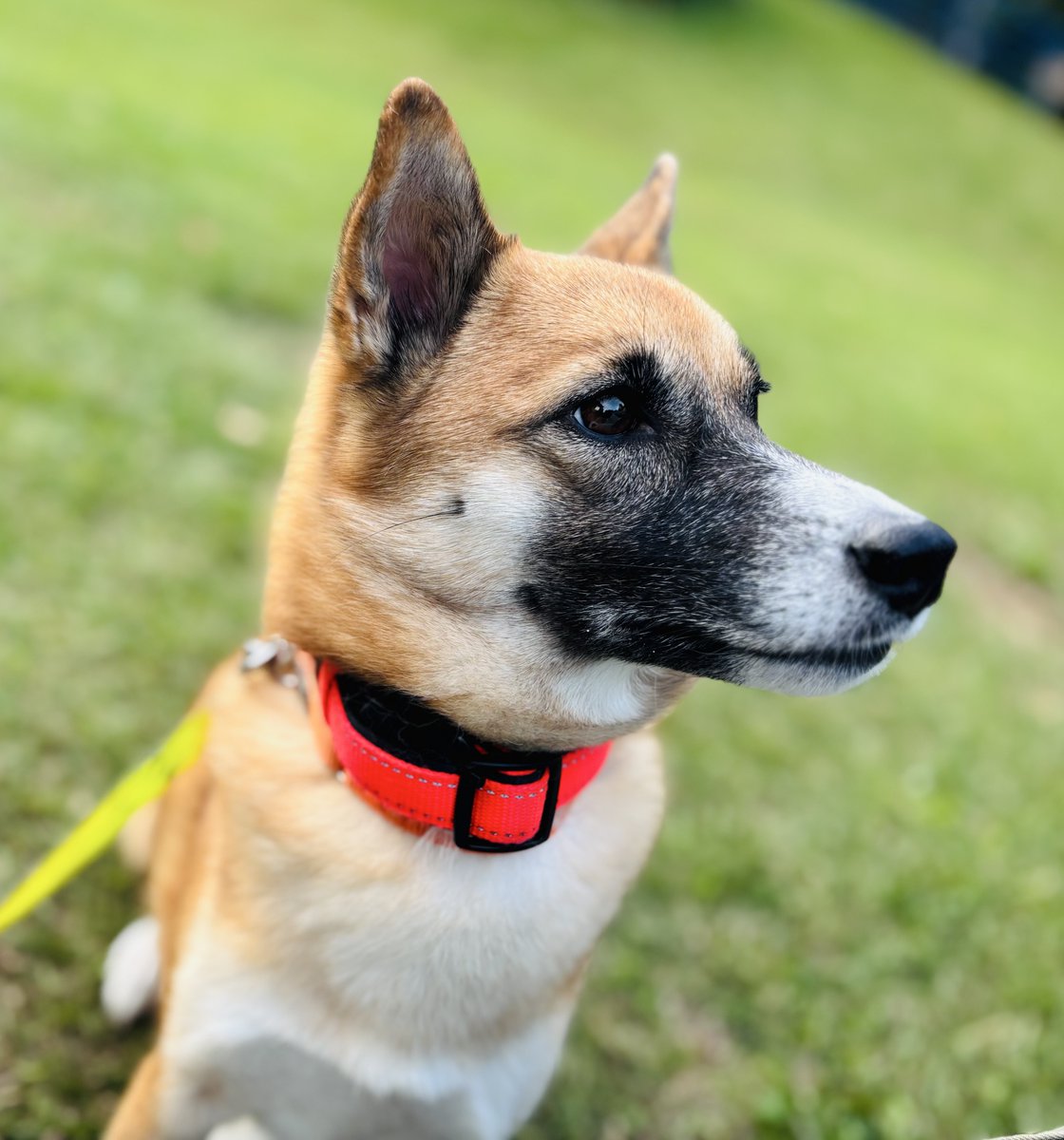 nyorozo's tweet image. 散歩中に私に似た感じの人が近づいてくると、「飼い主かも！？」て期待を込めて見つめるんですけど、君をいま連れてる人は誰だと思っているのか