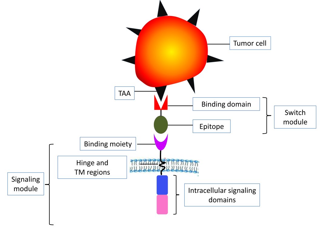 BIOKMD's tweet photo. 🧬 CAR-T Lead Sequence Design
Strong scFv leads drive CAR-T accuracy, stability, and persistence. With affinity engineering, humanization, and HTS screening, better tumor targeting is becoming faster and more precise than ever.
#antibody #cart #biotech #science #kmdbioscience https://t.co/BThTi6Lkj6