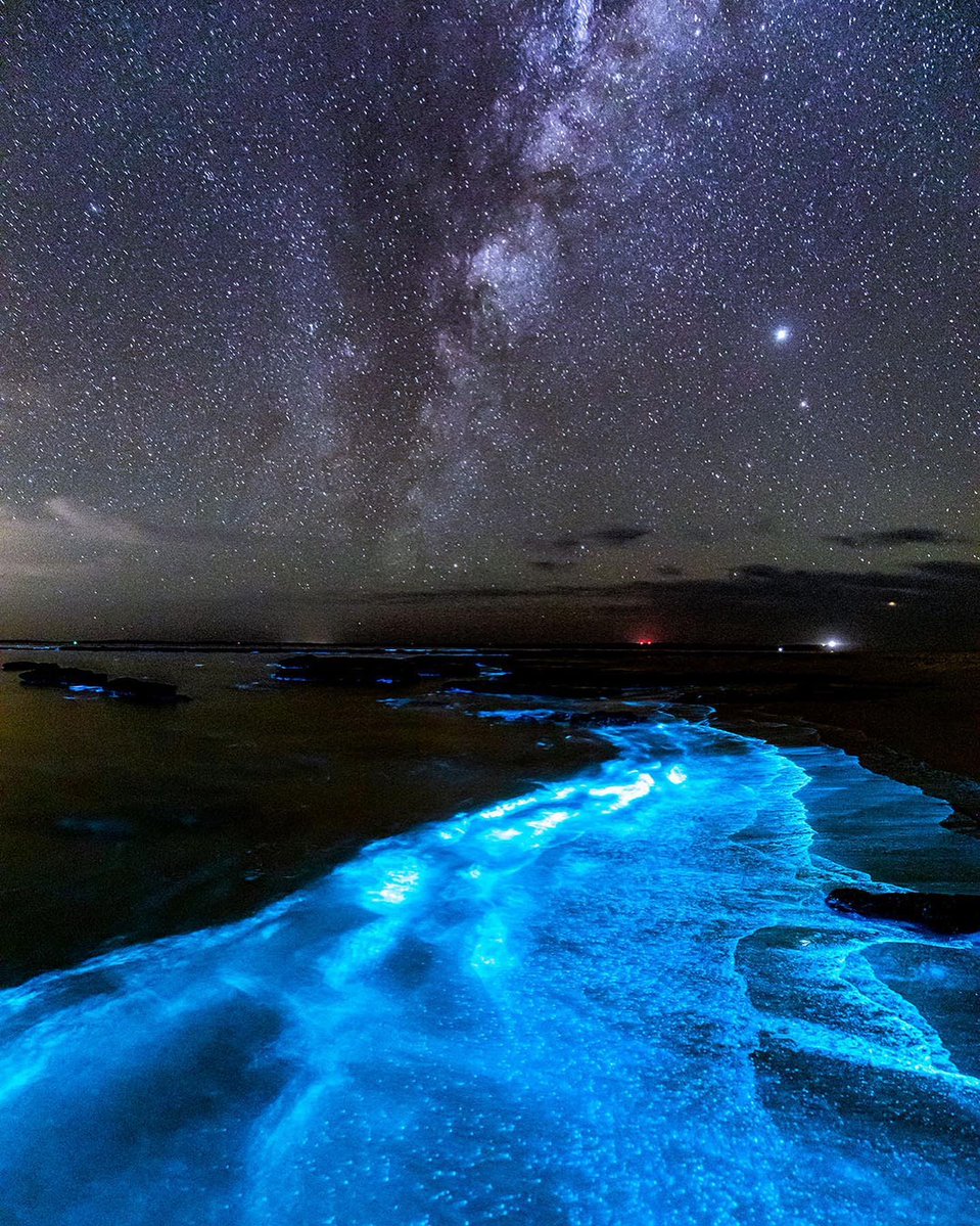 earthcurated's tweet image. Bioluminescence and Stars ✨