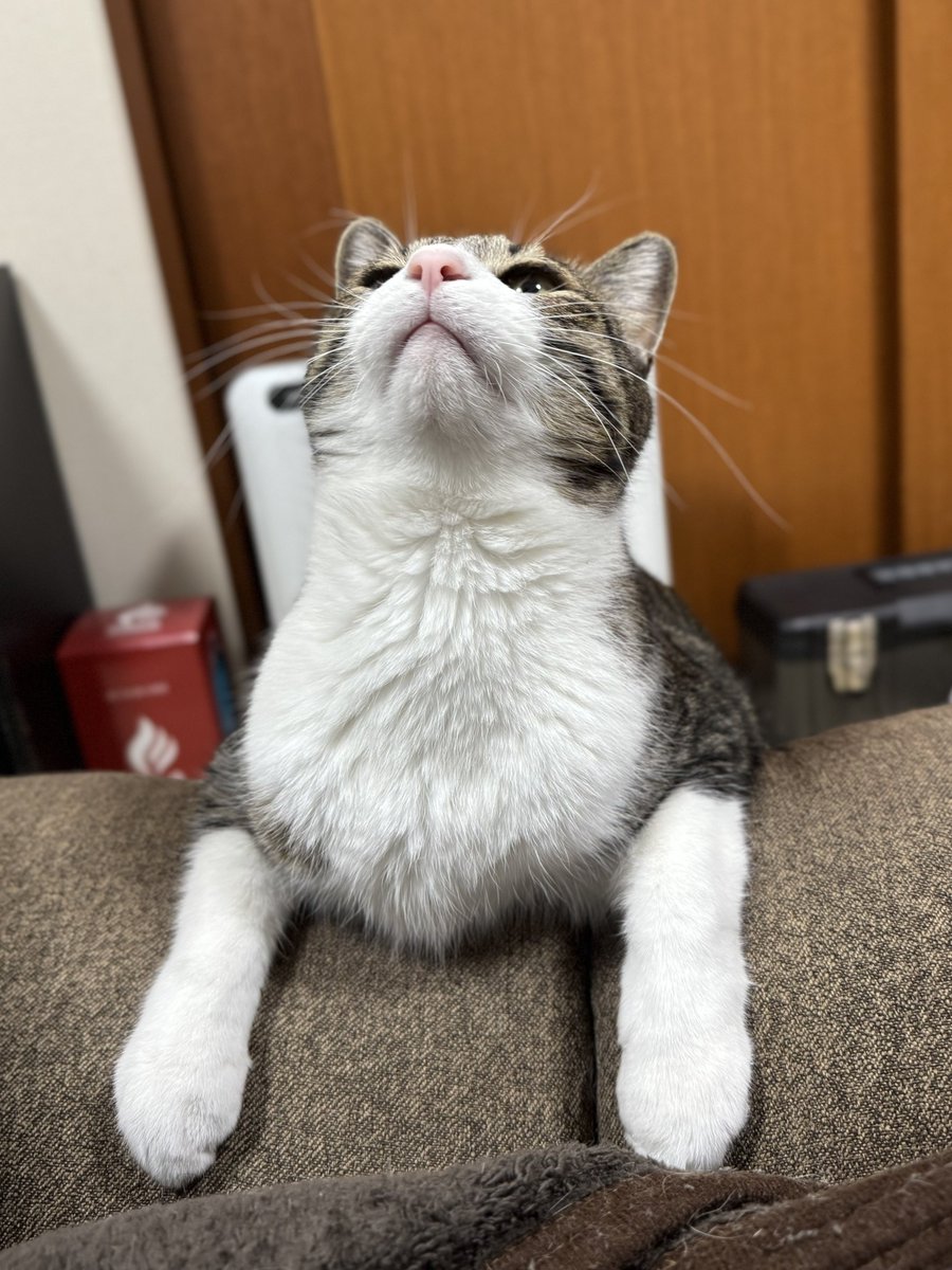 ぎんのねこ (@ginnonekoch) / Posts / X