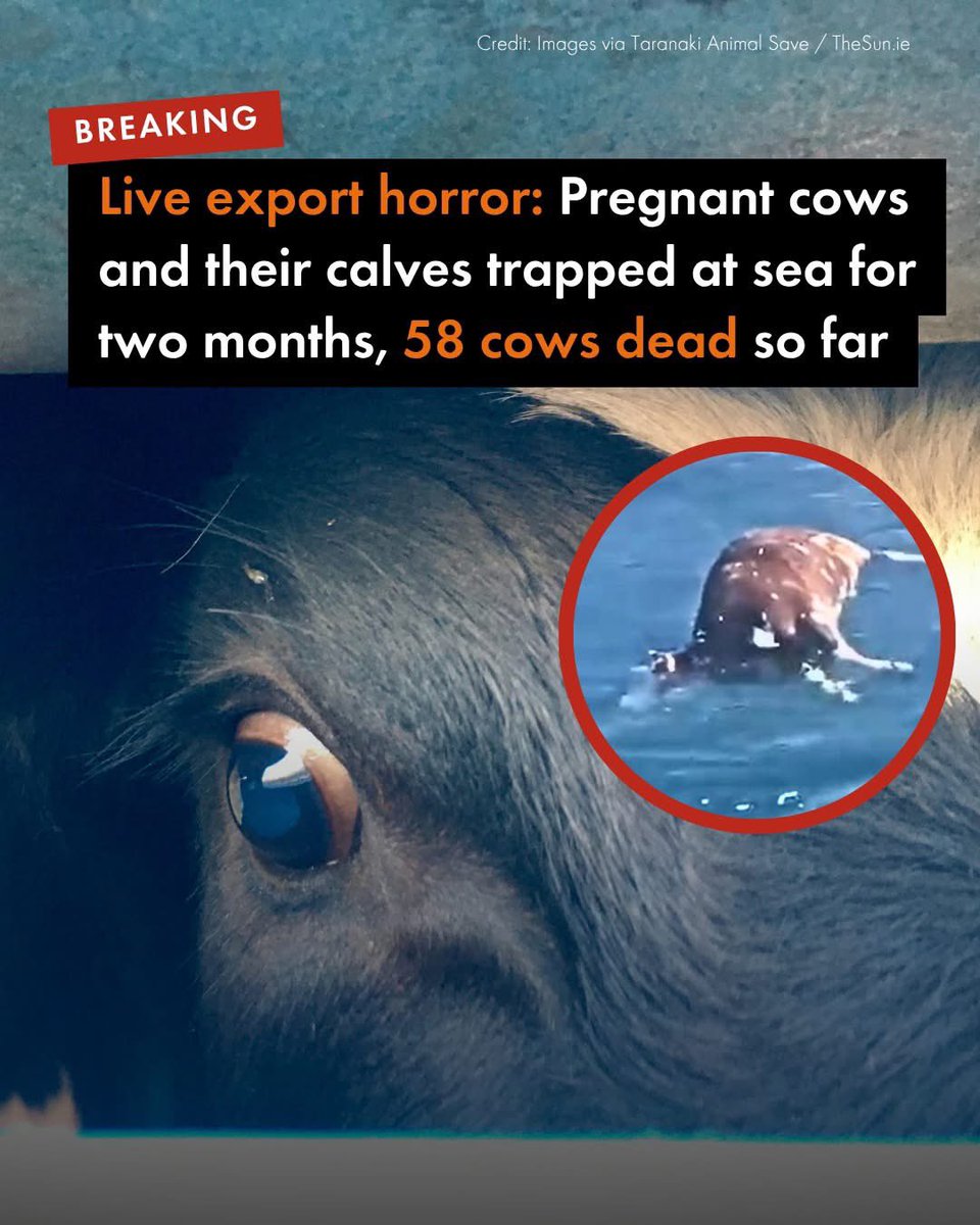 💔 Still stranded. Another 30 days at sea. The live export ship Spiridon II left #Uruguay for #Türkye with 2,900 cows, half of them pregnant. Two months later, they’re still trapped on board.

In that time:
🐄 58 cows have died
🐄 140 pregnant cows gave birth or lost their calves
