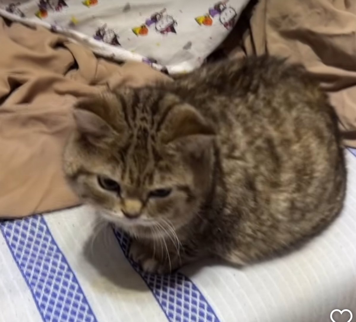 x0_lua's tweet image. i’m deciding it’s okay to be non verbal ~80% of the time