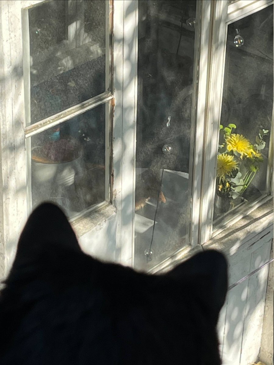 Сижу, работаю спокойно, вдруг слышу — Бася рычит, глядя в окно. Долго высматривал, на что же она такое рычит, а потом заметил что у соседки на стол собакен заен.