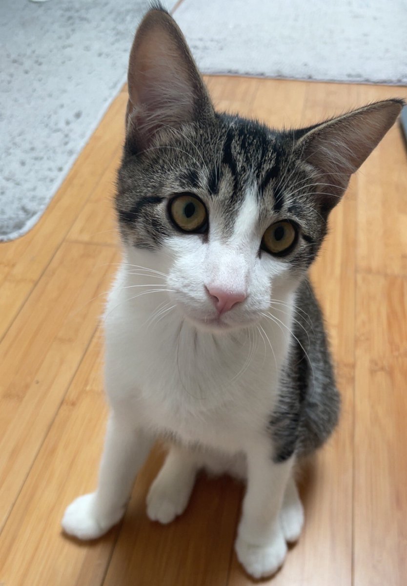 focus à 100% tweet media