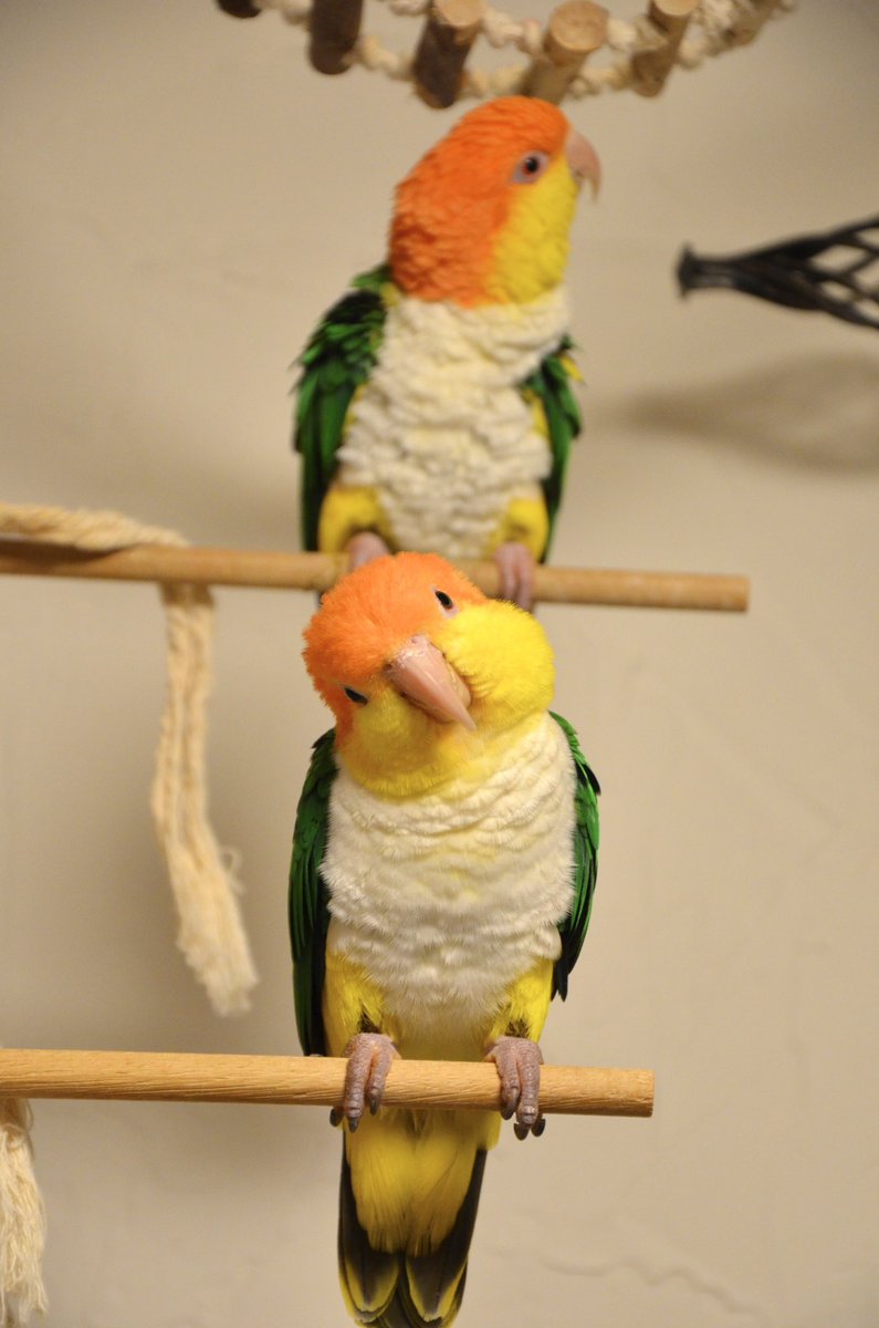 シロハラインコの可愛いところ🦜
ほっぺがプク〜ってなるところ😊