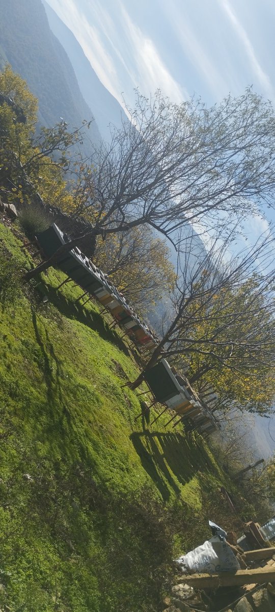 Honeybee_companydavcev 🍯🍯🍯