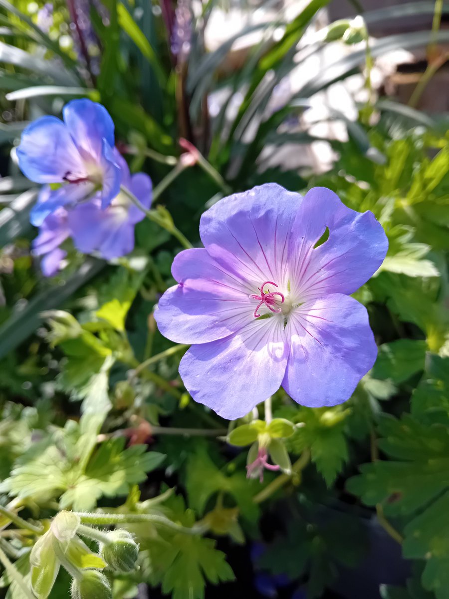 Have a great day 🌞 🍂 😀 
#Flowers #FlowersOnX #smartphone #photography #PhotographyIsArt