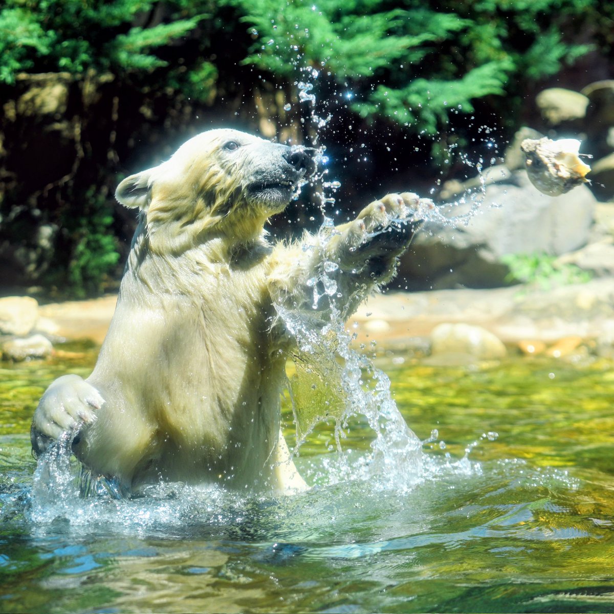 ライお誕生日おめでとう🎂
これからも健康で幸せにね
#ホッキョクグマ#polarbear
#よこはま動物園#ズーラシア