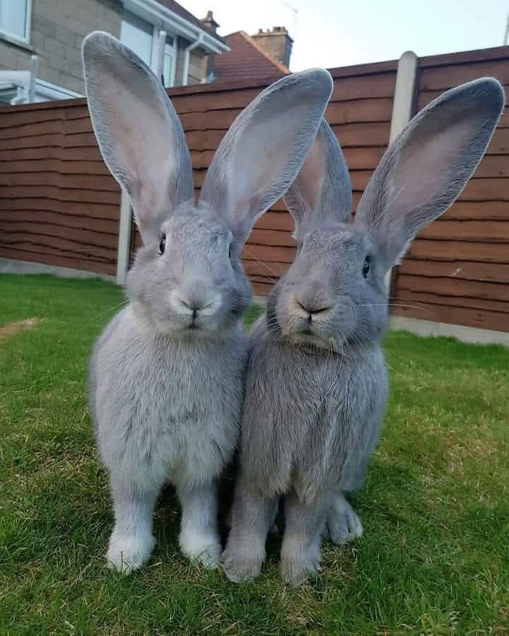 Rabbit Lovers Community USA (@rabbitloversusa) on Twitter photo 