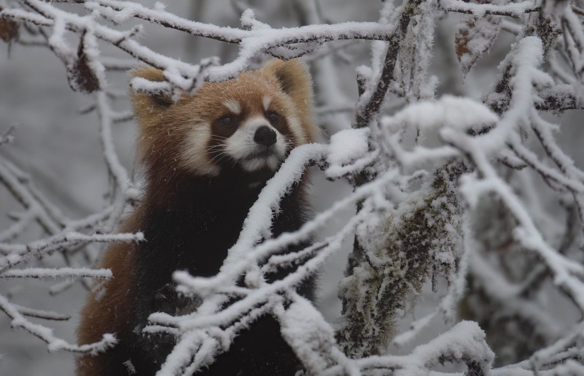 Chris Griffin tweet media