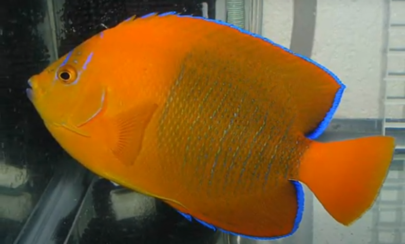 pattayascuba's tweet image. Clarion Angelfish

The Revillagigedo Archipelago near the Pacific coast of #Mexico is the ideal #angelfish environment for one of the most eye-catching specimens in the angelfish family.
#scubadiving #snorkeling

private-scuba.com/sea-life/marin…