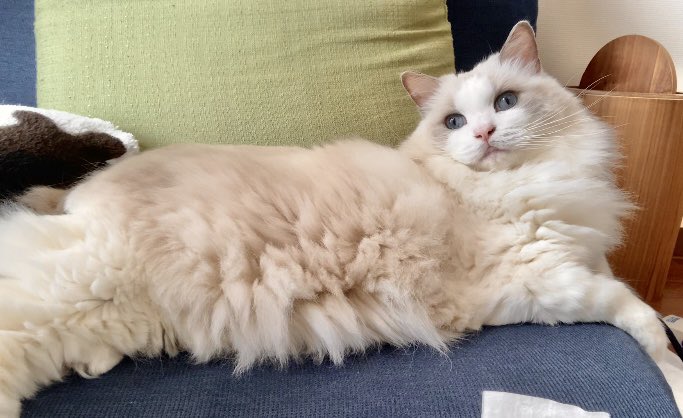 ちょっとおすまし✨