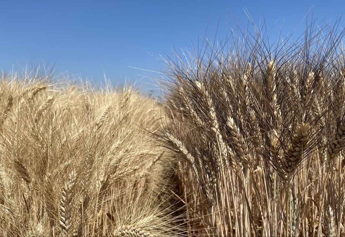 Am 13.-14.1. treffen sich Vertreter der gesamten heimischen Durum- und  Teigwarenwertschöpfungsktte, ein idealer und wichtiger Termin für alle  die mit Hartweizen arbeiten und schnell &amp; aktuell informiert sein  wollen. Ich werde die Moderation übernehmen:)
agfdt.de/termin/durum-u…