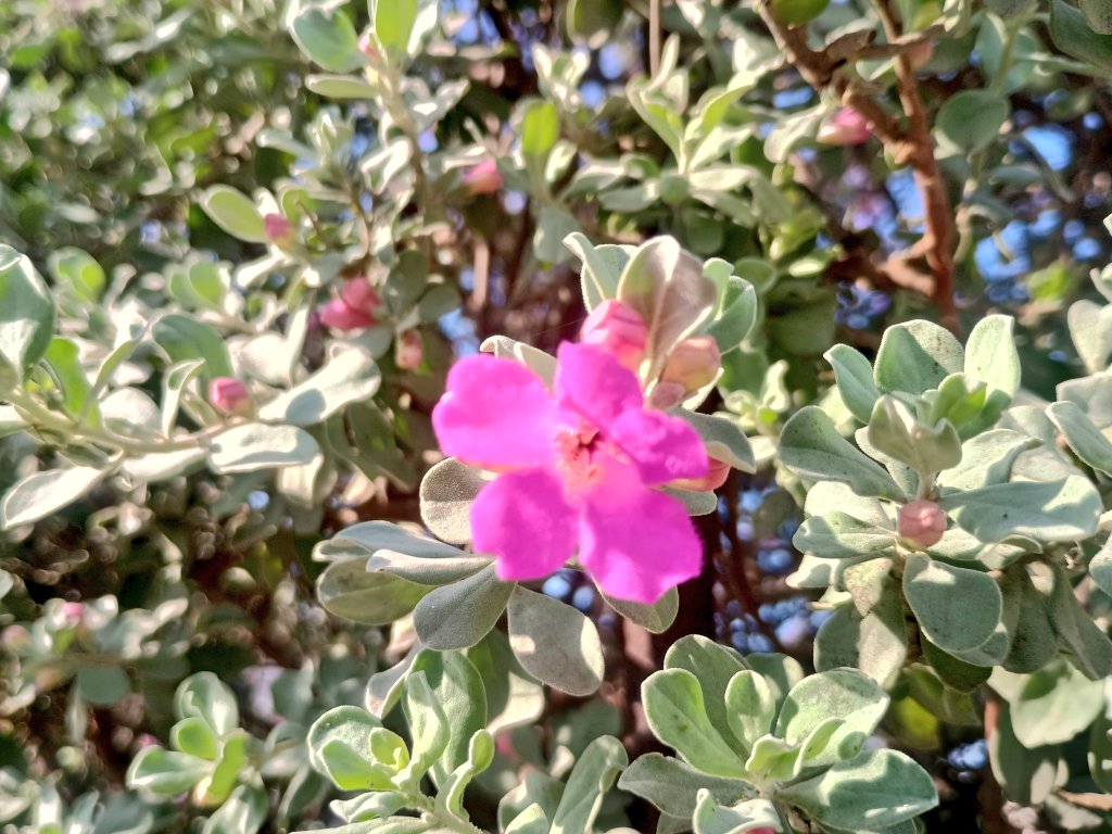 Garima1907's tweet image. Saw it..
Liked it..
So clicked it..!!