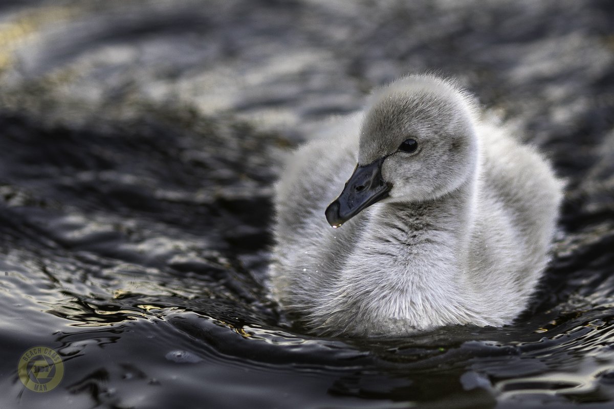 CoastCams247's tweet photo. Our two little black swan cygnets are now just over two weeks old, and they’re thriving. You can almost see them growing by the hour — tiny fluffballs turning into confident youngsters right before our eyes.
📷 @BeachCamsMan
#Dawlish #BlackSwans #Cygnets https://t.co/B3Co21iUia