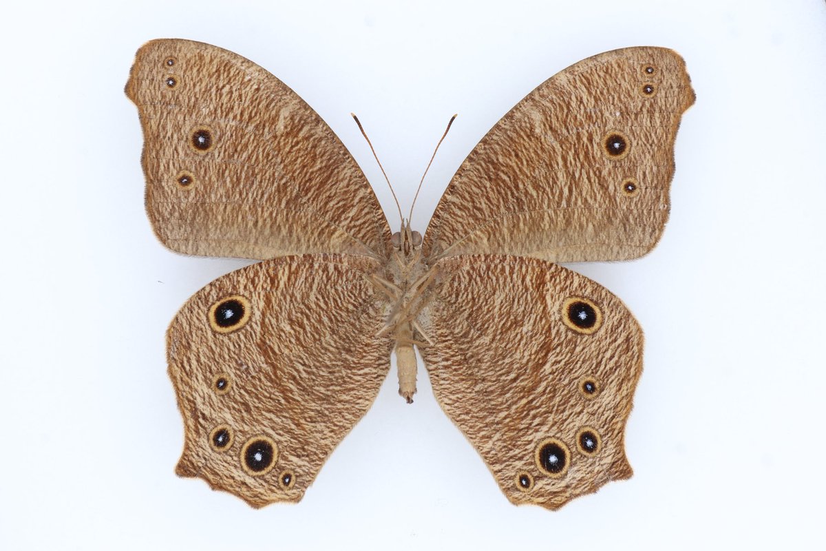 波と蝶 Amazon.com: ZXPC Diaphragm Kit Replacement For 44XT, 44T Driver 8