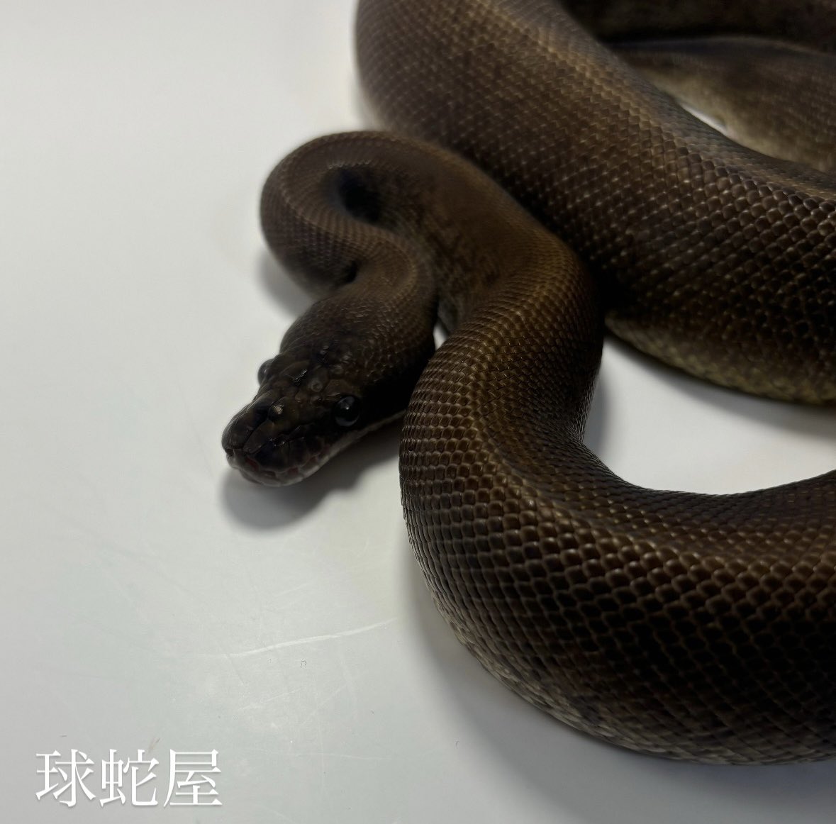 tamahebi_bp's tweet image. 【販売個体】
Suma ♀
2023CB
¥88,000

だいぶ丸々としました◯
来年あたり活躍に期待！
色々なhet取りを是非！
そこまで多くないマホガニーコンボをたくさん作ってください🤞

#ボールパイソン
#ballpython
#爬虫類
#球蛇屋