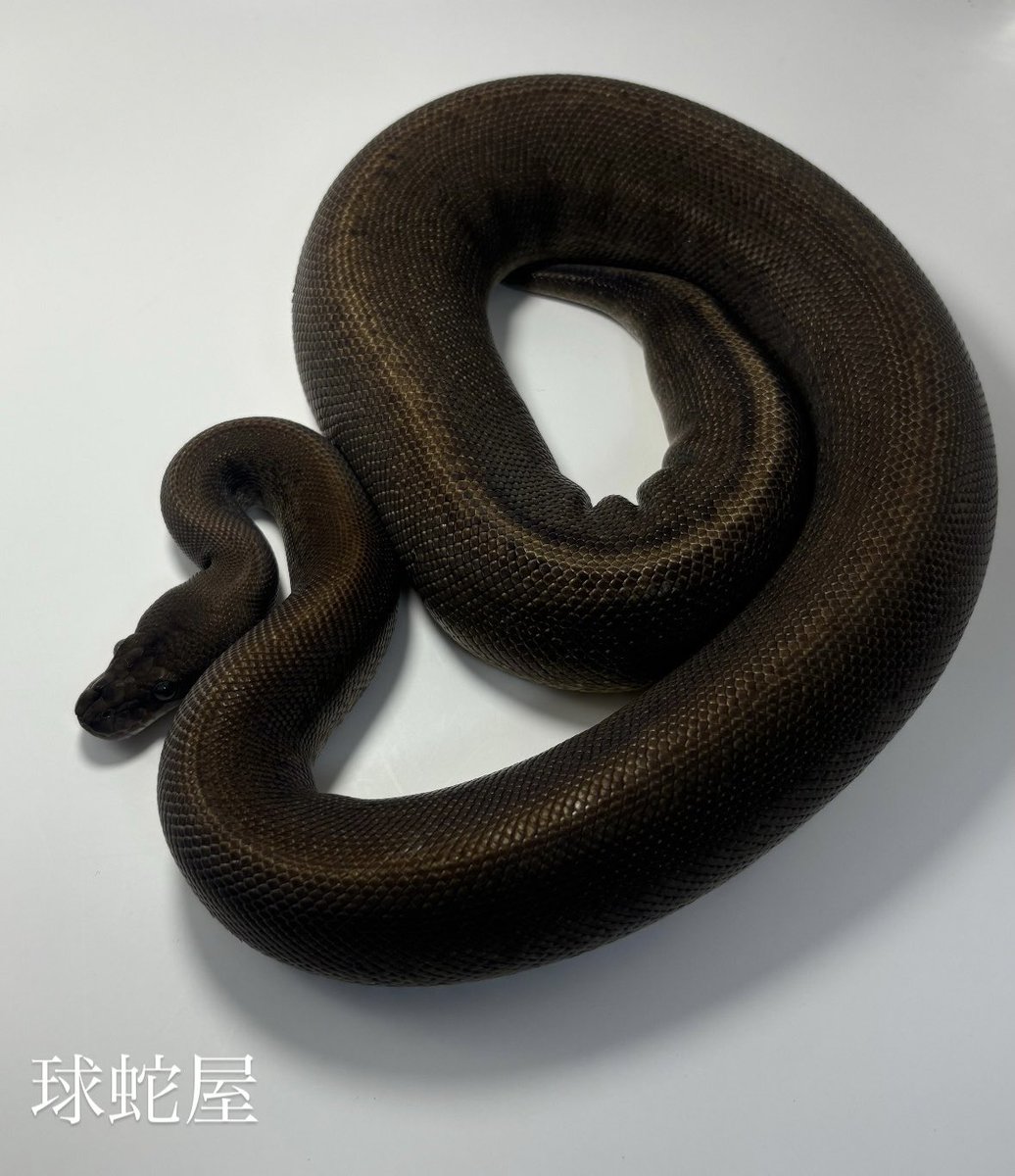 tamahebi_bp's tweet image. 【販売個体】
Suma ♀
2023CB
¥88,000

だいぶ丸々としました◯
来年あたり活躍に期待！
色々なhet取りを是非！
そこまで多くないマホガニーコンボをたくさん作ってください🤞

#ボールパイソン
#ballpython
#爬虫類
#球蛇屋