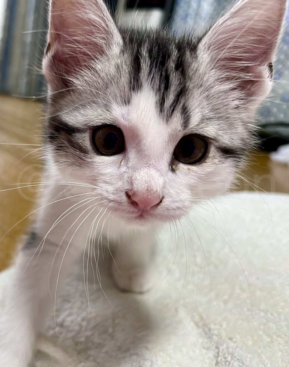 SysyLeon's tweet image. のしのしりおん

これは　なにしてるの？

2022/5/13
#すやすやリオン #猫好きさんと繋がりたい #CatsOfTwitter