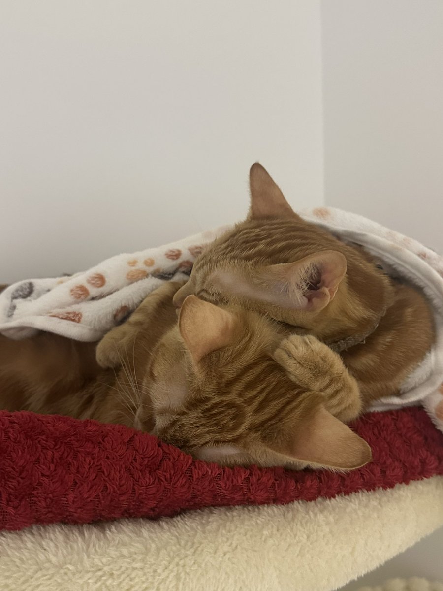 LeanRM's tweet photo. @maarymad_ Hola! Estoy dando en adopción responsable a estas dos hermanitas en Madrid, se que tu post es de hace meses pero si sabes de alguien, o sigues pensando en adoptar me dices? Me está costando encontrarles casita 😭 gracias! https://t.co/hRq62fieSu