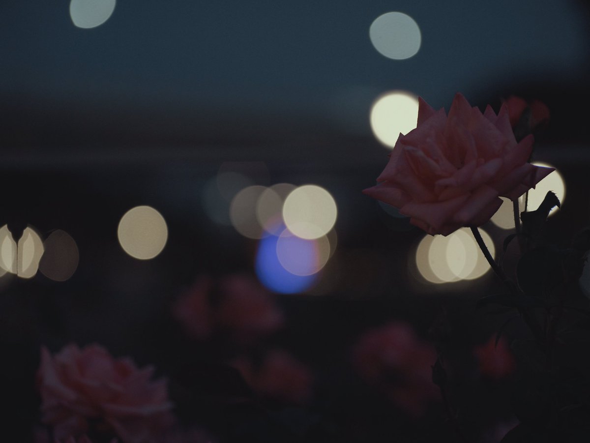 灯の中の薔薇 #ストリートスナップ #LUMIX #GH7