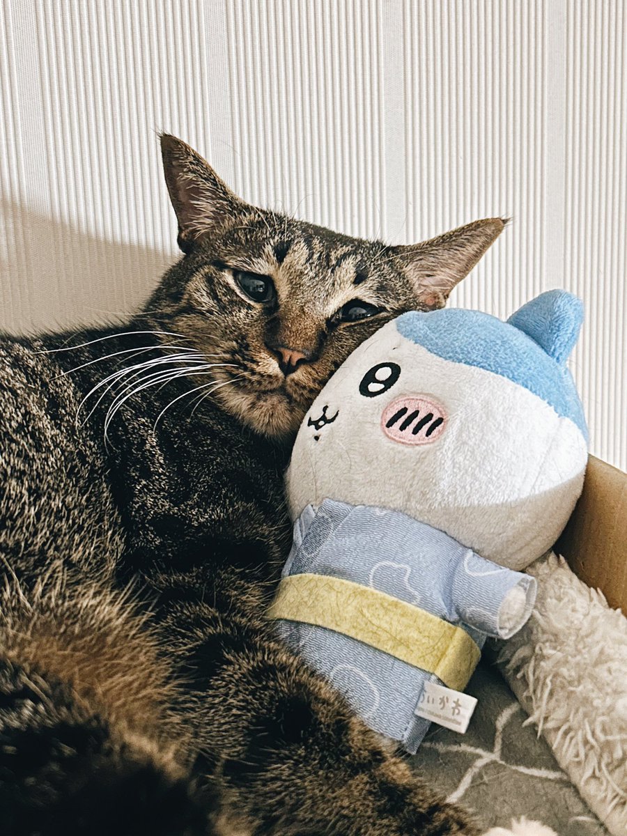 ねこ さくらんぼ のせ猫 250719 - YouTube