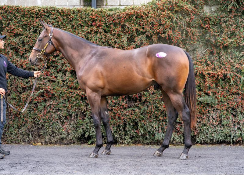 Middleham Park Racing tweet media