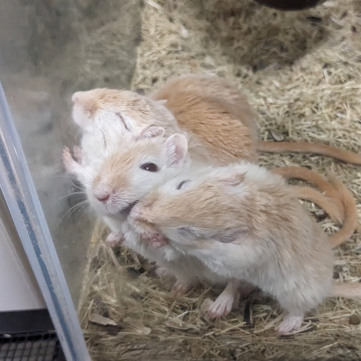 そんなに確認しても
きょうだい何も食べてないよ
#スナネズミ
#ジャービル