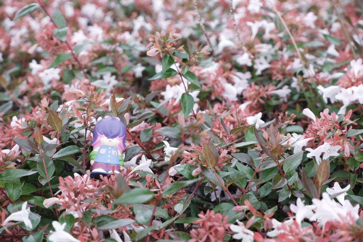 物静かで利発な少女 tweet media