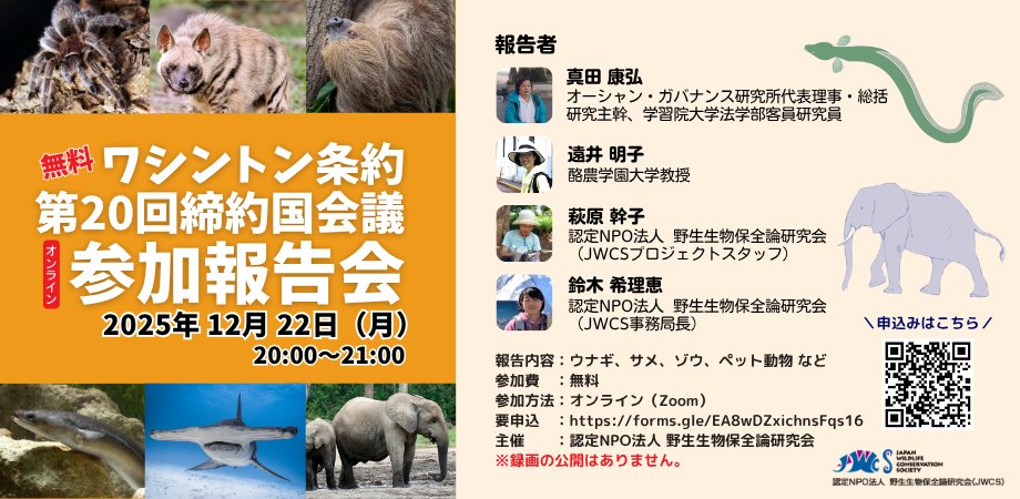 JWCSJWCS's tweet image. 11月24日から12月5日までウズベキスタン・サマルカンドで開催されるワシントン条約第20回締約国会議 #CoP20 について、12月22日に参加報告会を開催します。
jwcs.org/event/3631/

JWCSの研究協力者とJWCSスタッフが現地で得た最新の情報を皆様に共有します。参加費は無料です。ぜひご参加下さい📝