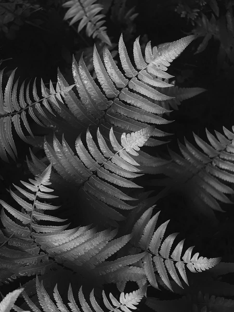 © 2025
➤ Leaf 
Camera: OPPO Find 9X Pro
Mode: Hasselblad Hi-Res 50 MP
#hengki_koentjoro_images #hengkikoentjoro #oppoindonesia #oppofind9xpro #leafs #tree #westjava #OPPOFindX9Series #ShotonOPPO
<a href="/OPPOIndonesia/">OPPO Indonesia</a>