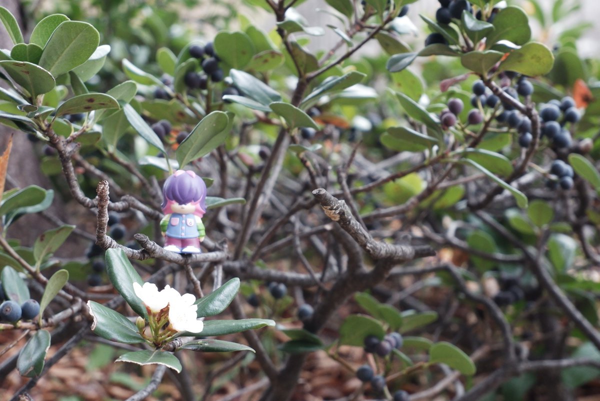 物静かで利発な少女 tweet media