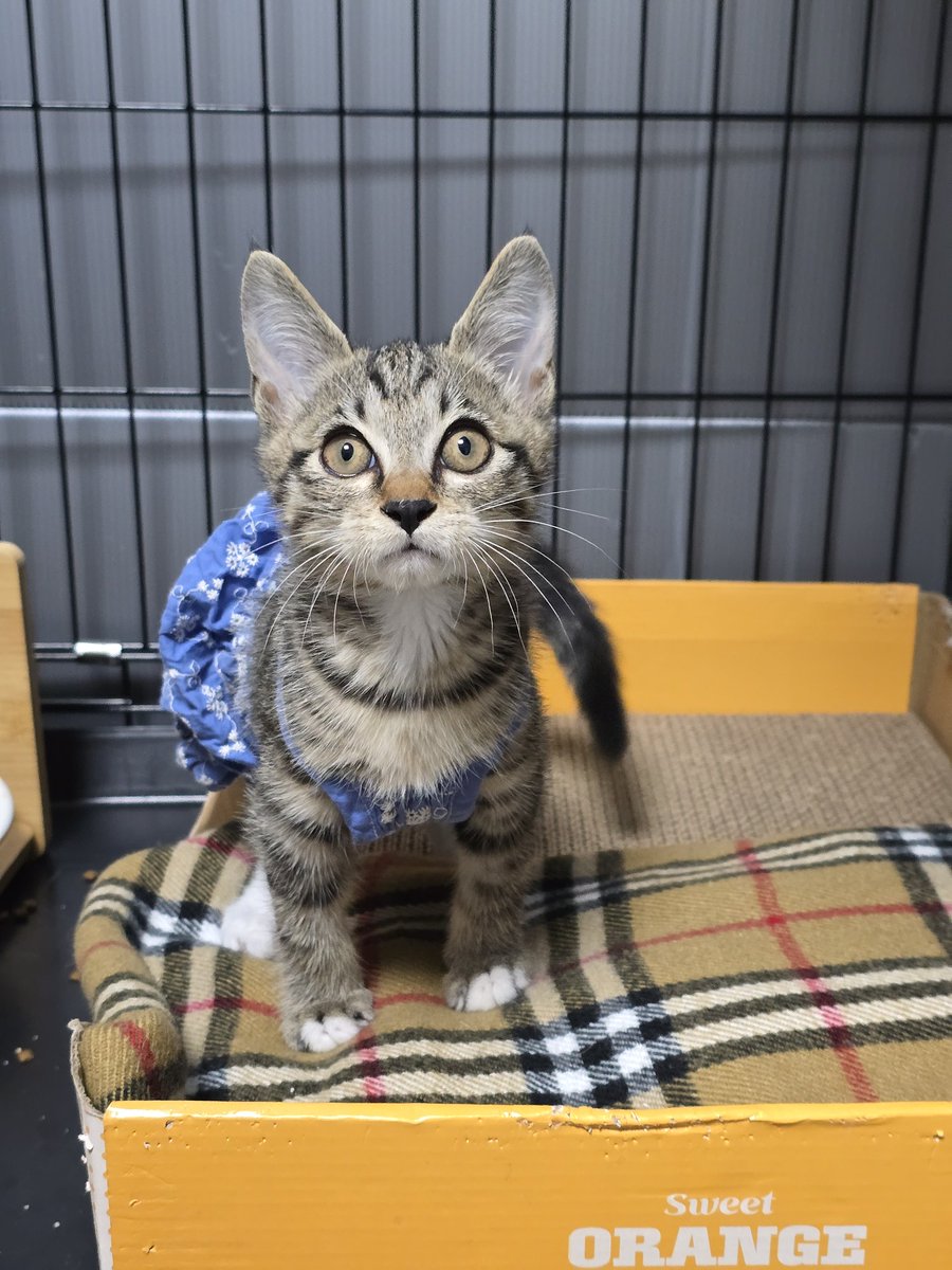 아기 호카 사진 보고 귀여워서 눈물남..ㅜㅜ
저한테만 귀여운가요?! 왜 입양신청이 안들어오지...

#가족찾는_호카 #나비야사랑해_호카 #서울경기인천