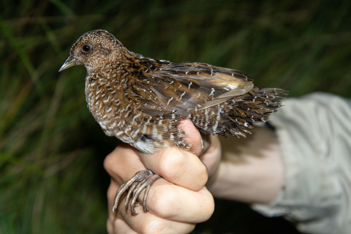 FFPRI_JP's tweet image. 📢プレスリリース✨
生物の進化を島が支える—シマクイナが明かす、日本列島が大陸集団の存続を支える仕組み—

詳しくはこちら↓
ffpri.go.jp/press/2025/202…