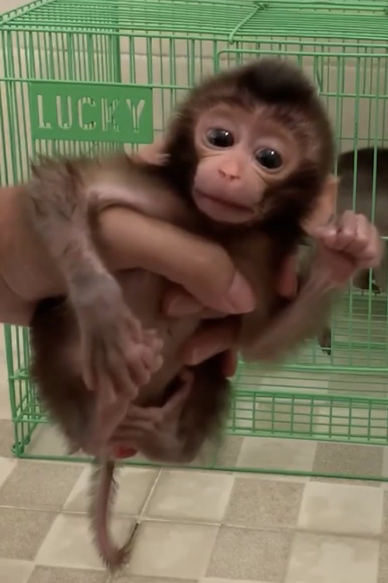 Baby monkey Lucky