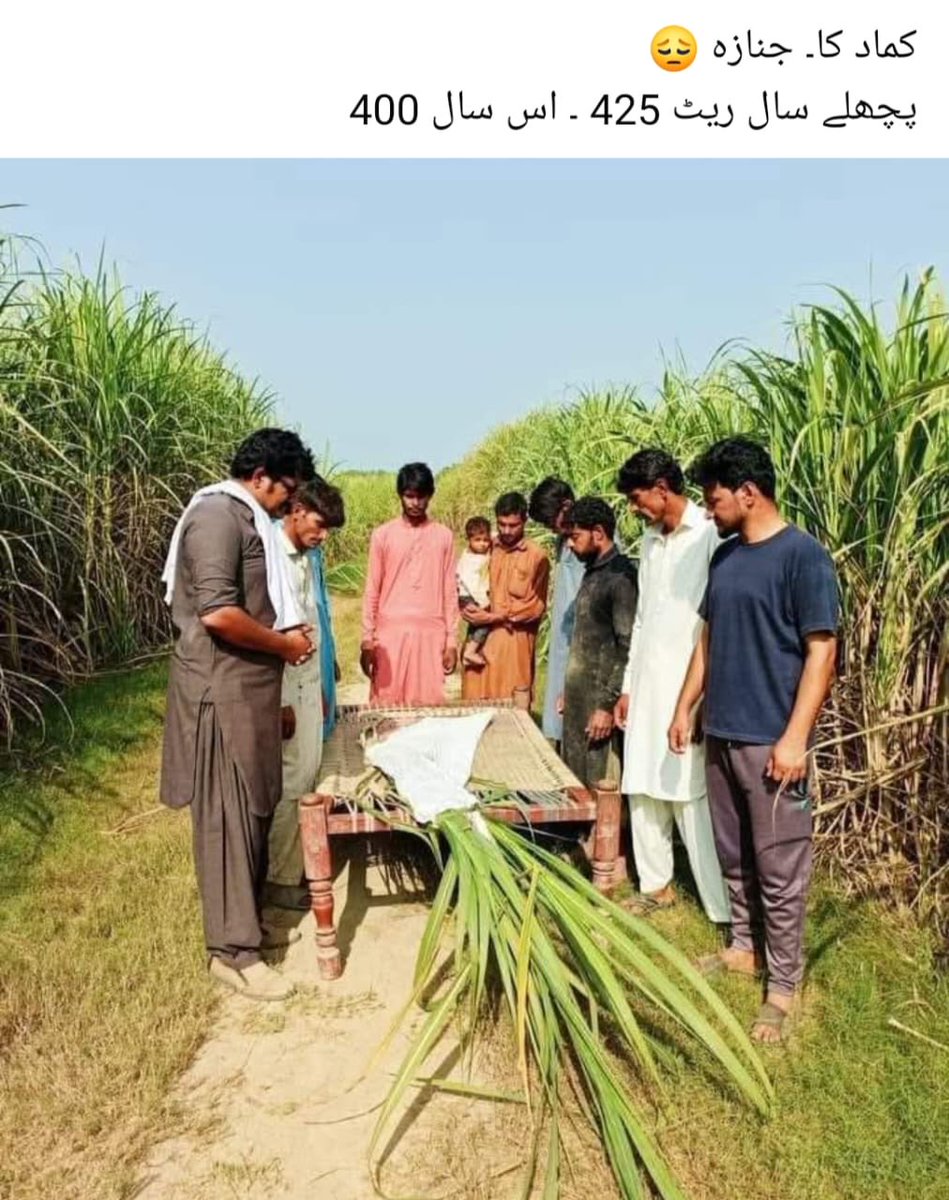 NadeemAfzalChan's tweet image. جب چینی ۵۶ روپے تب کماد ۲۰۰ روپے من۔  اب چینی ۲۰۰ روپے کلو کماد ۴۰۰ روپےمن ۔کسان کا معاشی قتل کب تک ؟؟