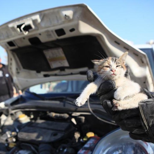 Hava sıcaklıklarının düşmesiyle birlikte araç motorlarına ve kaput altına sığınan hayvanların zarar görmemesi için vatandaşlara "Kaputa vurun" çağrısı yapıldı.