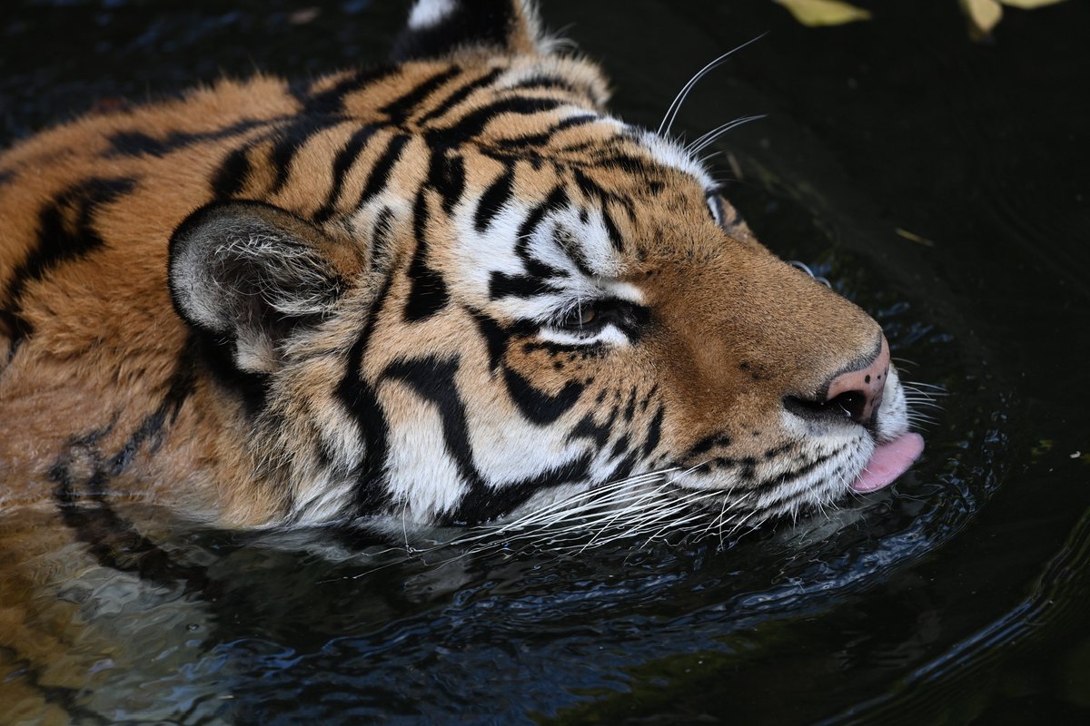 uber_tiger's tweet image. 👅
#浜松市動物園 #アムールトラ サーシャ